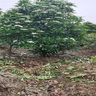 中華石楠球的種植與經營指南