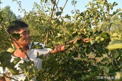 新型果樹種植 既產鮮果又成藥材，農民面臨的雙重機遇與困境
