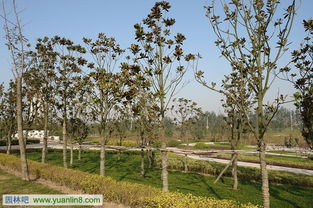 樹木栽植技術之樹木起挖技術與方法