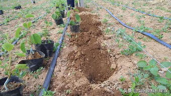 科學定植促發展 山東博山獼猴桃苗木種植如火如荼