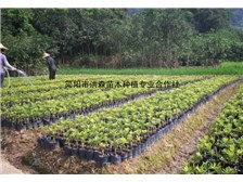 簡陽市洪森苗木種植專業合作社公司簡介