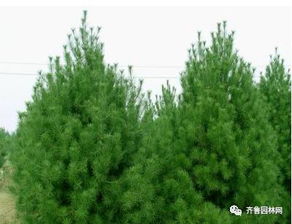 泰安潤松苗木種植農民專業合作社 以專業與生態推動樹木種植產業發展