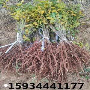 享譽中華 民族品牌的力量與綠色產業的未來