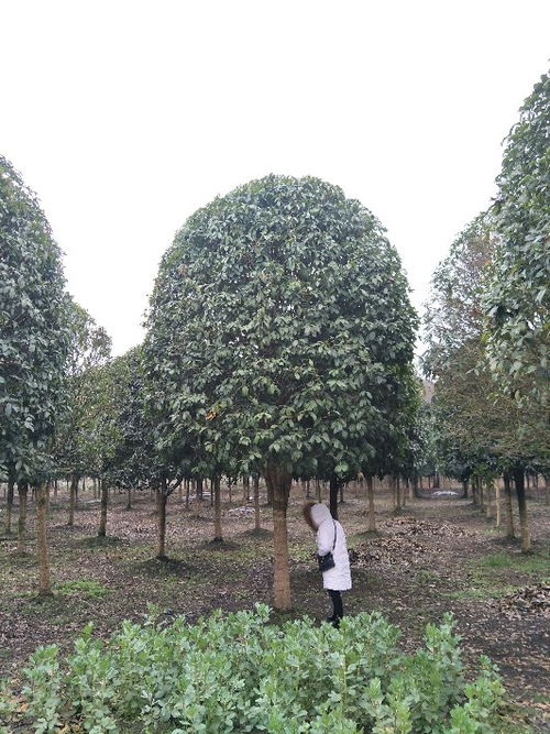 貴州八月桂苗木種植基地 批發價直銷，打造芬芳園林