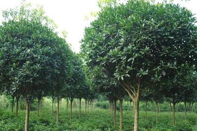 高價值樹木種植指南 選擇、策略與市場前景