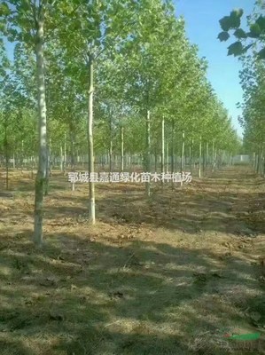 鄆城縣嘉通綠化苗木種植場 打造綠色生態，推動樹木種植產業化發展