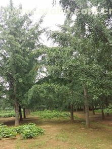 邳州市盛緣銀杏苗木種植專業合作社 熱賣促銷，優質銀杏苗木價格、廠家與供應商全方位解析