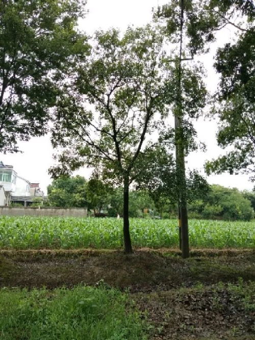 恭喜星創苗木種植園入駐苗木通 江蘇劉星，值得您信賴的樹木種植合作伙伴