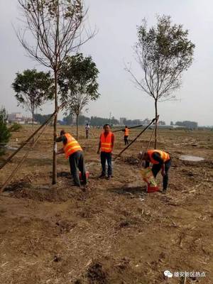 綠色雄安進行時 探訪萬畝森林公園試驗區(qū)樹木種植現(xiàn)場