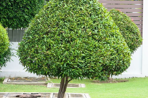 綠化工程中苗木種植費用的計算指南